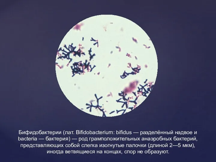 Бифидобактерии (лат. Bifidobacterium: bifidus — разделённый надвое и bacteria —