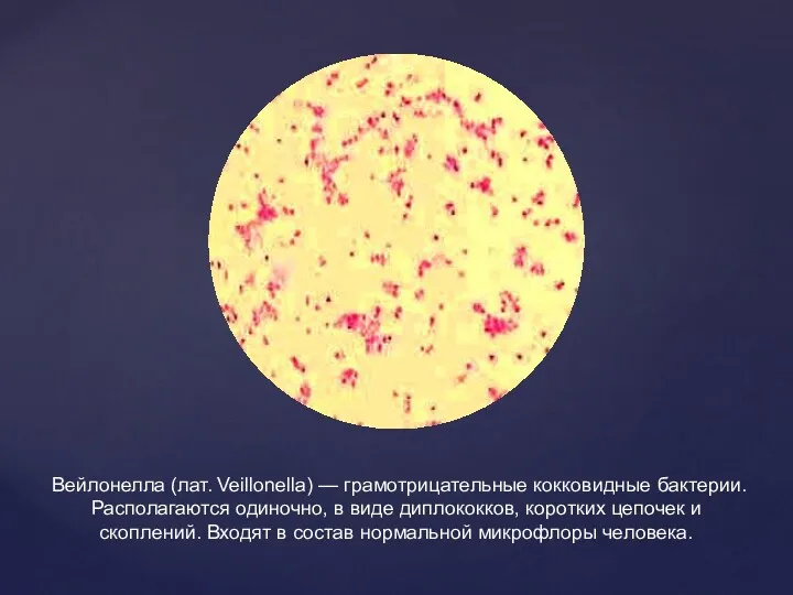 Вейлонелла (лат. Veillonella) — грамотрицательные кокковидные бактерии. Располагаются одиночно, в
