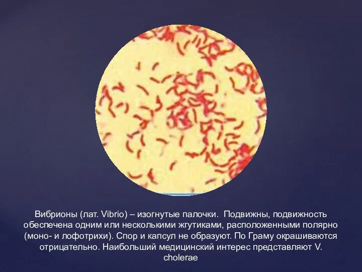 Вибрионы (лат. Vibrio) – изогнутые палочки. Подвижны, подвижность обеспечена одним