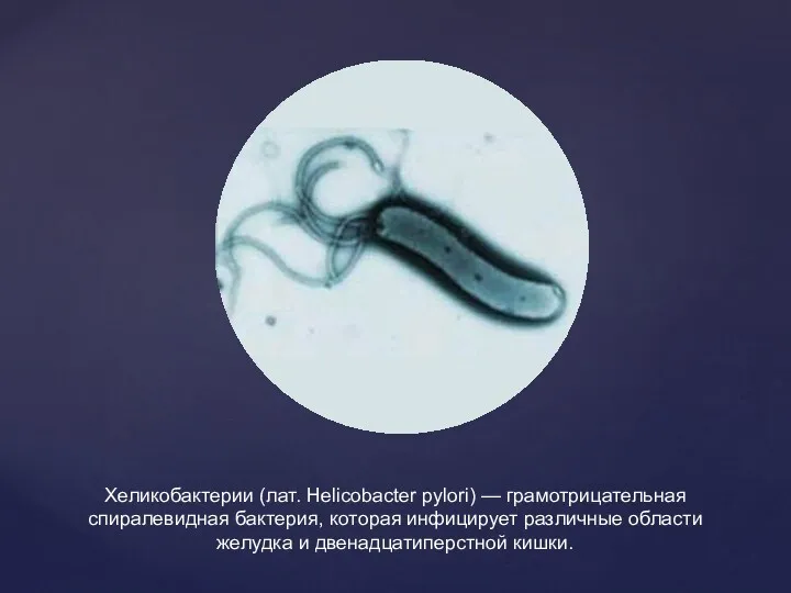 Хеликобактерии (лат. Helicobacter pylori) — грамотрицательная спиралевидная бактерия, которая инфицирует различные области желудка и двенадцатиперстной кишки.