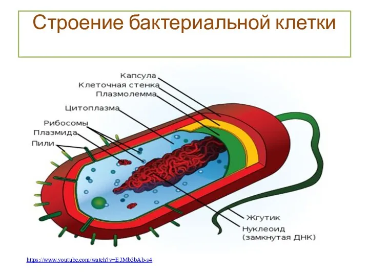 Строение бактериальной клетки https://www.youtube.com/watch?v=E3Mb3bAb-s4