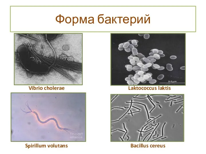 Форма бактерий Vibrio cholerae Spirillum volutans Laktococcus laktis Bacillus cereus