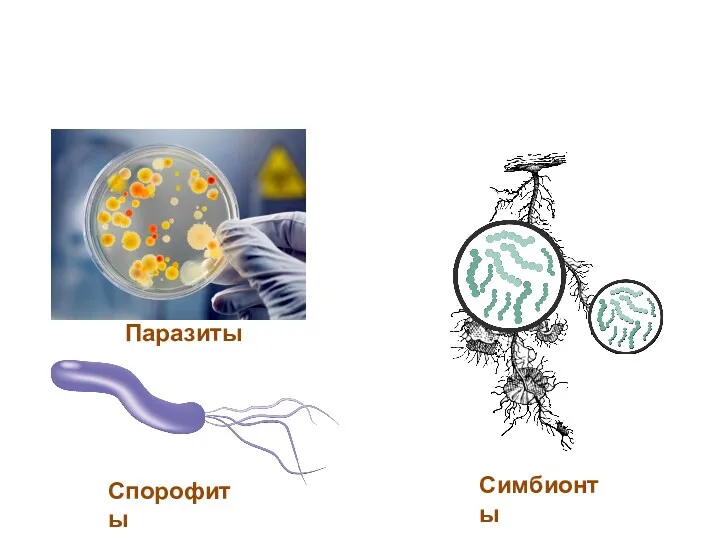 Паразиты Спорофиты Симбионты