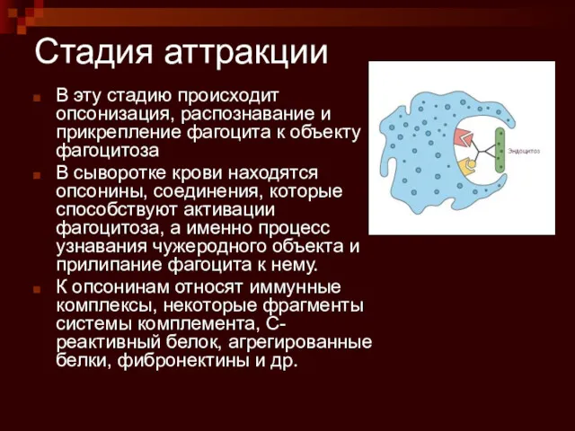 Стадия аттракции В эту стадию происходит опсонизация, распознавание и прикрепление