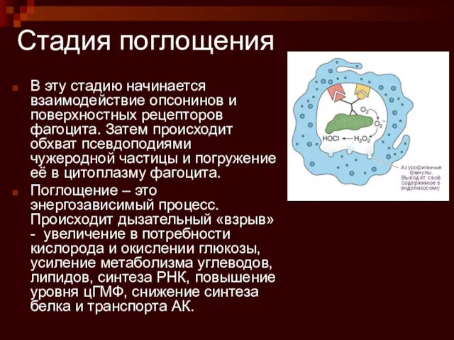 Стадия поглощения В эту стадию начинается взаимодействие опсонинов и поверхностных