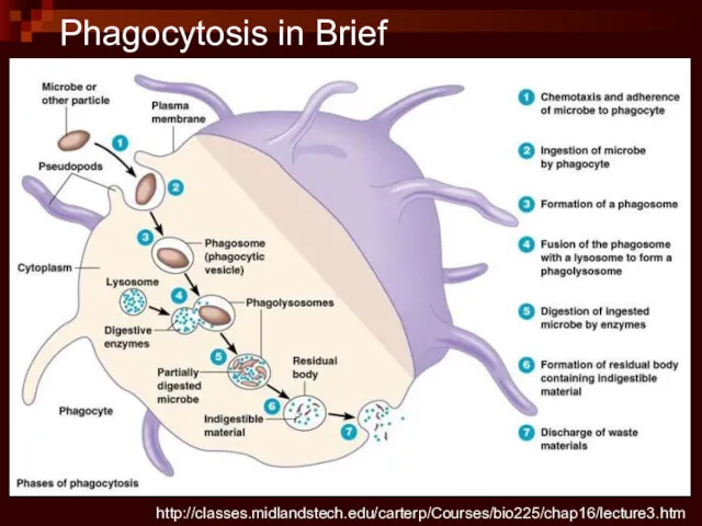 http://classes.midlandstech.edu/carterp/Courses/bio225/chap16/lecture3.htm Phagocytosis in Brief