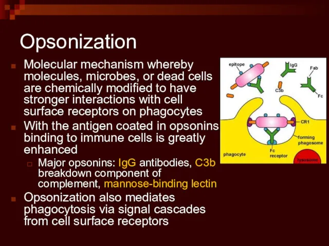 Opsonization Molecular mechanism whereby molecules, microbes, or dead cells are