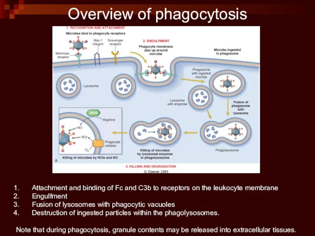 Attachment and binding of Fc and C3b to receptors on