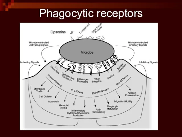 Phagocytic receptors