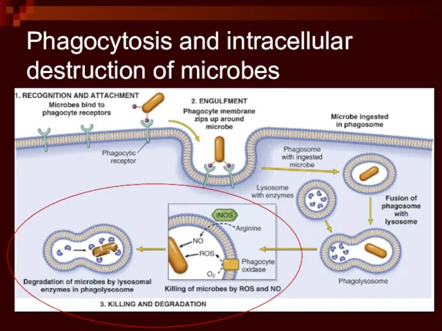 Phagocytosis and intracellular destruction of microbes