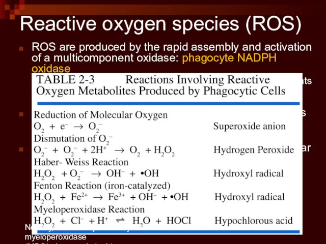 Reactive oxygen species (ROS) ROS are produced by the rapid