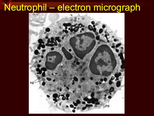Neutrophil – electron micrograph