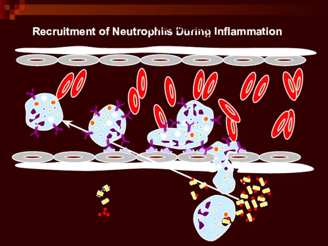 Recruitment of Neutrophils During Inflammation Bacteria 1. Free flow Endothelial cells