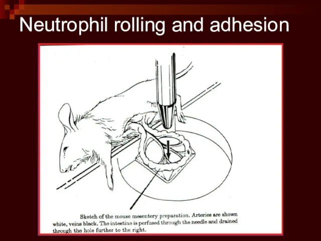 Neutrophil rolling and adhesion