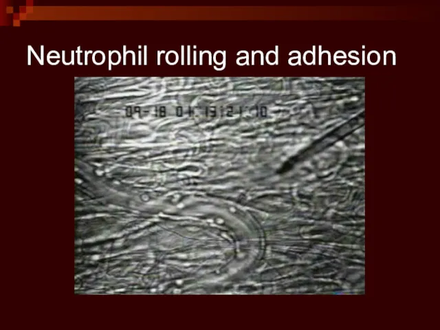 Neutrophil rolling and adhesion