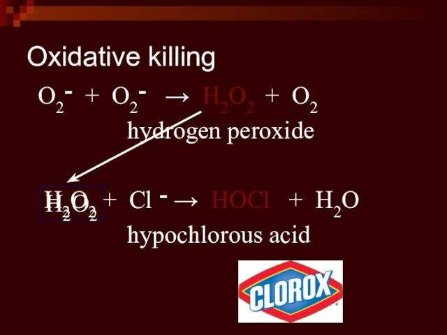 Oxidative killing O2־ + O2־ → H2O2 + O2 hydrogen