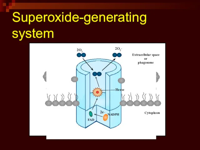 Superoxide-generating system 2O2 Heme FAD 2e_ Extracellular space or phagosome Cytoplasm NADPH