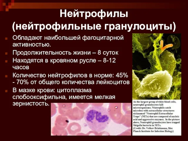 Нейтрофилы (нейтрофильные гранулоциты) Обладают наибольшей фагоцитарной активностью. Продолжительность жизни –