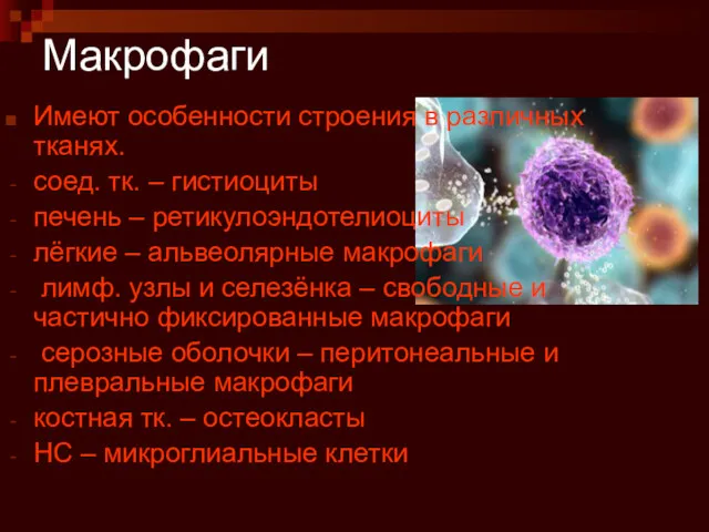 Макрофаги Имеют особенности строения в различных тканях. соед. тк. –