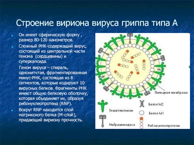 Строение вириона вируса гриппа типа А Он имеет сферическую форму