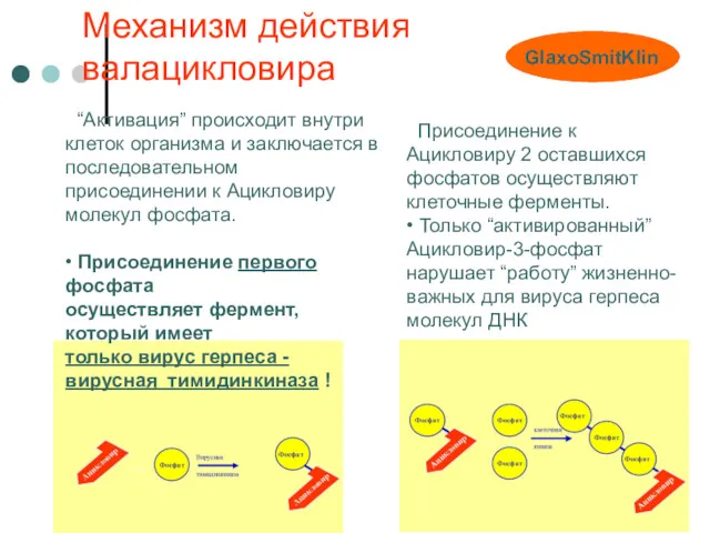 Механизм действия валацикловира • “Активация” происходит внутри клеток организма и