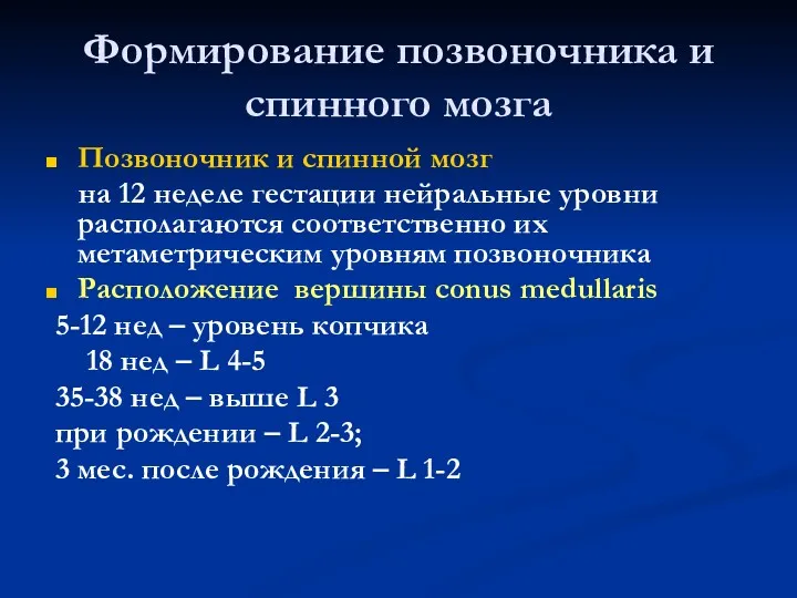 Формирование позвоночника и спинного мозга Позвоночник и спинной мозг на 12 неделе гестации