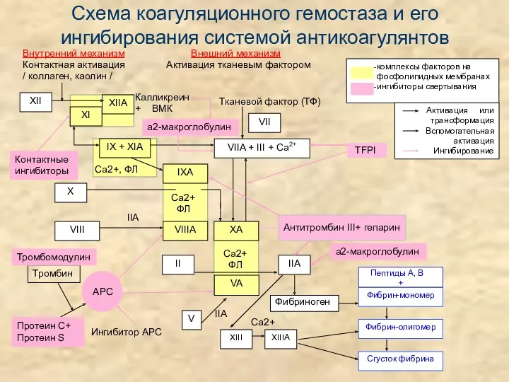 Схема коагуляционного гемостаза и его ингибирования системой антикоагулянтов Внутренний механизм