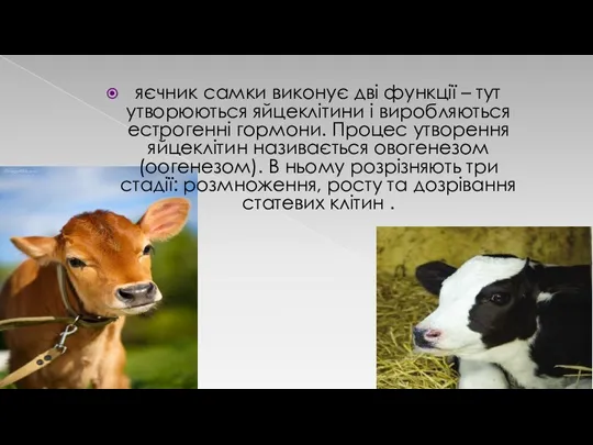 яєчник самки виконує дві функції – тут утворюються яйцеклітини і