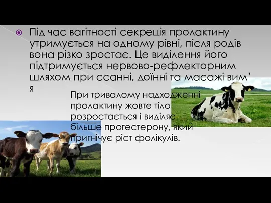 Під час вагітності секреція пролактину утримується на одному рівні, після