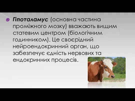 Гіпоталамус (основна частина проміжного мозку) вважають вищим статевим центром (біологічним