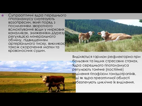 Супраоптичні ядра переднього гіпоталамусу синтезують вазопресин, який поряд з посиленням