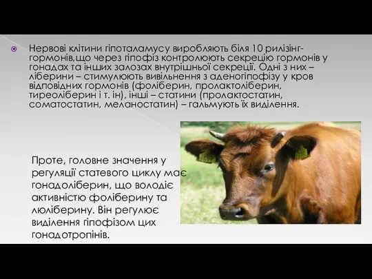 Нервові клітини гіпоталамусу виробляють біля 10 рилізінг-гормонів,що через гіпофіз контролюють