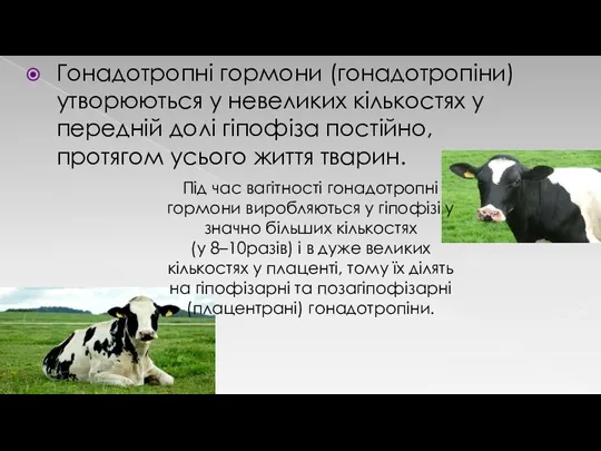 Гонадотропні гормони (гонадотропіни) утворюються у невеликих кількостях у передній долі