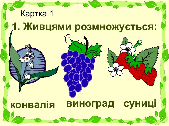 Картка 1 1. Живцями розмножується: конвалія виноград суниці
