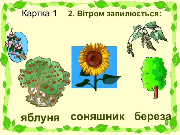 Картка 1 2. Вітром запилюється: яблуня соняшник береза яблуня соняшник