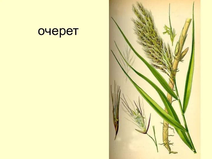 очерет