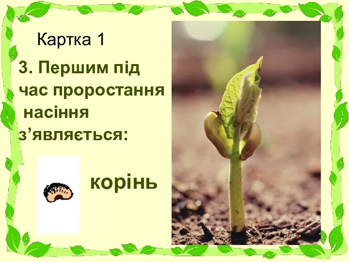 Картка 1 3. Першим під час проростання насіння з’являється: корінь