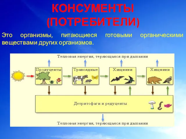 КОНСУМЕНТЫ (ПОТРЕБИТЕЛИ) Это организмы, питающиеся готовыми органическими веществами других организмов.