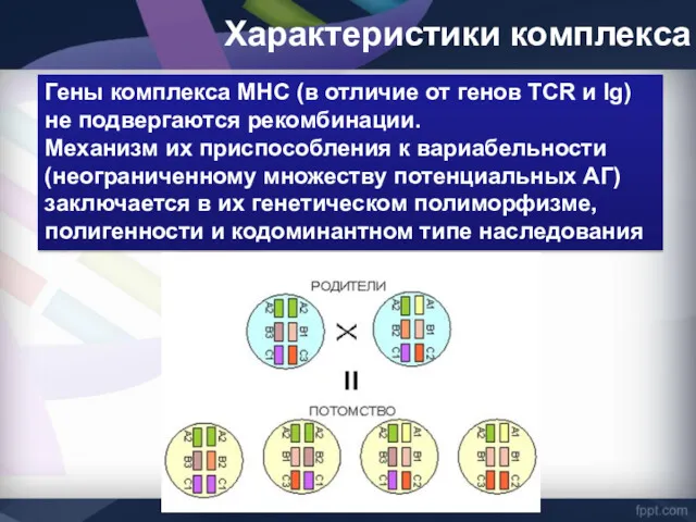 Гены комплекса MHC (в отличие от генов TCR и Ig)