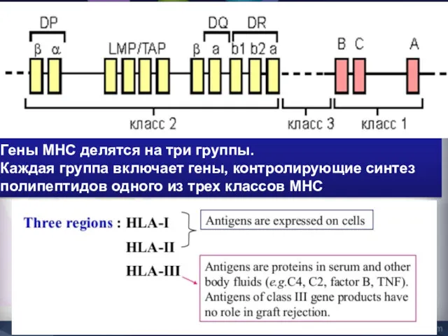 Гены MHC делятся на три группы. Каждая группа включает гены,