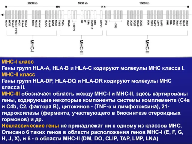 MHC-I класс Гены групп HLA-A, HLA-B и HLA-C кодируют молекулы
