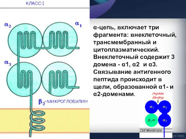 α-цепь, включает три фрагмента: внеклеточный, трансмембранный и цитоплазматический. Внеклеточный содержит