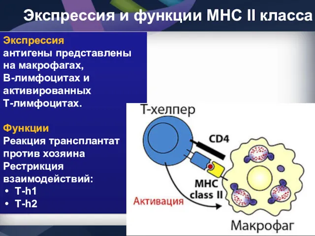 Экспрессия и функции МНС II класса Экспрессия антигены представлены на