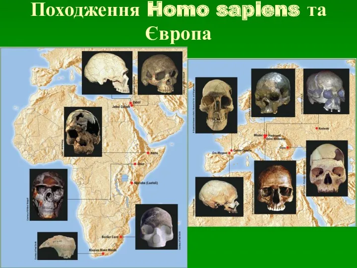 Походження Homo sapiens та Європа