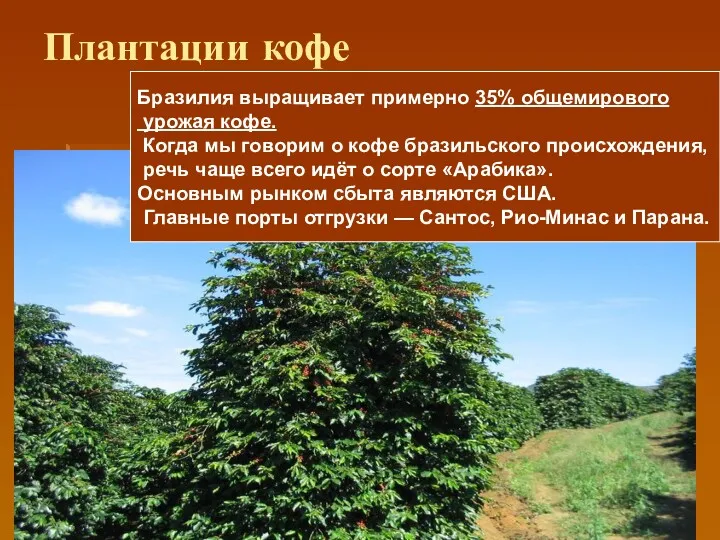 Плантации кофе Бразилия выращивает примерно 35% общемирового урожая кофе. Когда