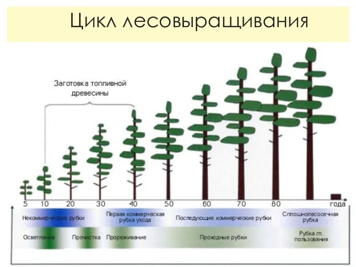 Цикл лесовыращивания