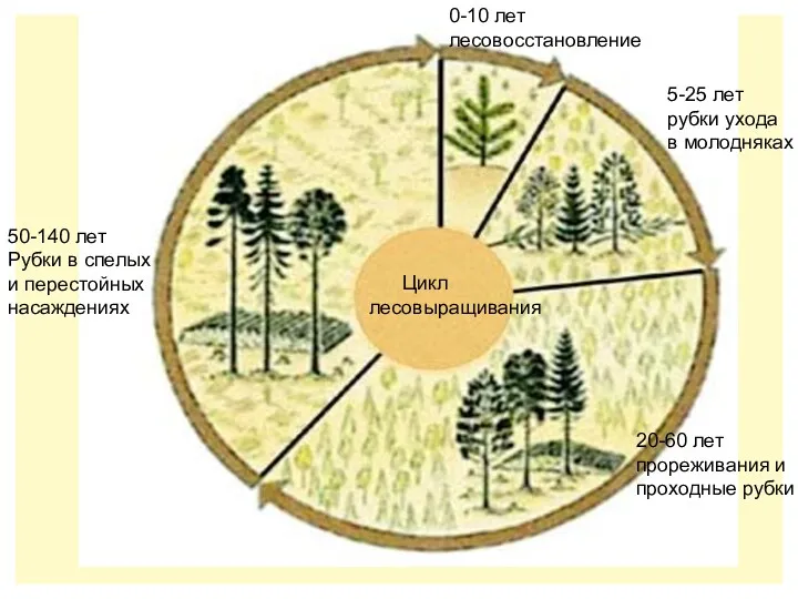 Цикл лесовыращивания 0-10 лет лесовосстановление 5-25 лет рубки ухода в