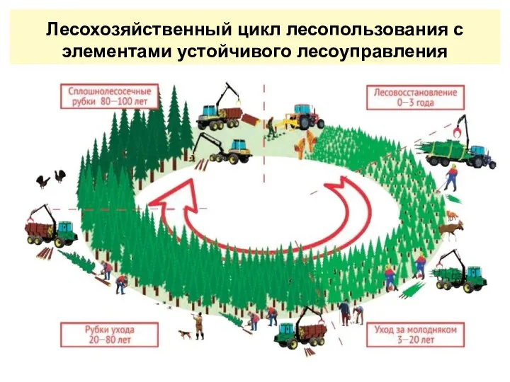 Лесохозяйственный цикл лесопользования с элементами устойчивого лесоуправления