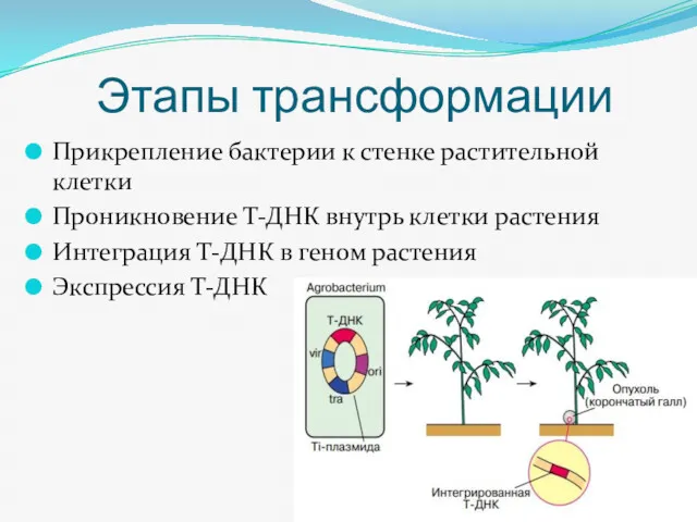 Этапы трансформации Прикрепление бактерии к стенке растительной клетки Проникновение Т-ДНК