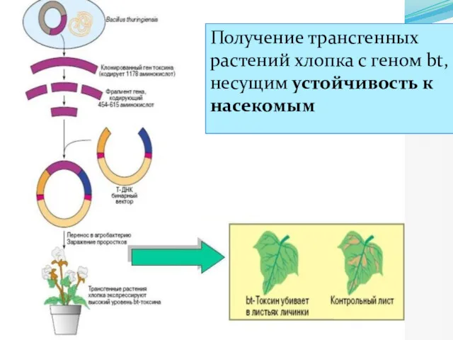 Получение трансгенных растений хлопка с геном bt, несущим устойчивость к насекомым